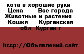 кота в хорошие руки › Цена ­ 0 - Все города Животные и растения » Кошки   . Курганская обл.,Курган г.